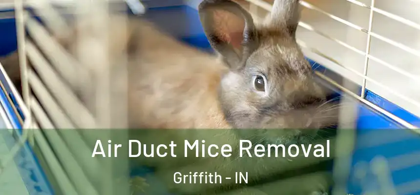  Air Duct Mice Removal Griffith - IN